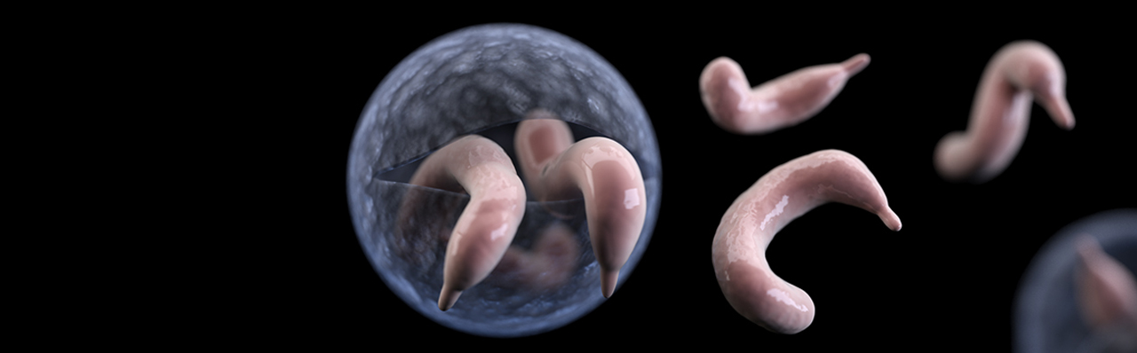 Cryptosporidium